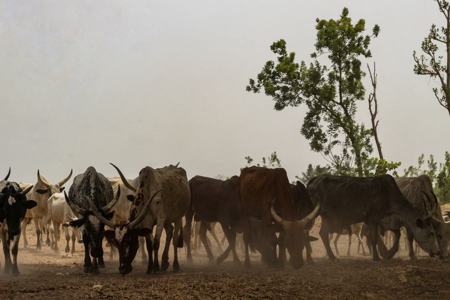 Troupeau de bovins dans une exploitation d’élevage